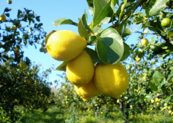 Rubano un quintale di limoni, arrestati
