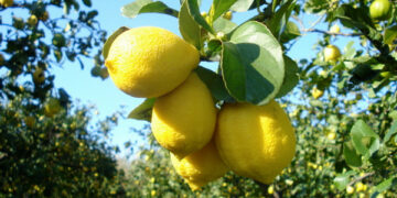 Rubano un quintale di limoni, arrestati