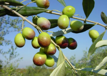 La Tonda di Strongoli: arte, cultura e sapori