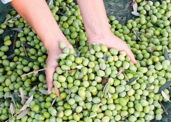 Iniziata la campagna olivicola a Cariati