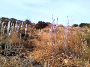 Ultime Scille fiorite