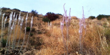 Che fine ha fatto l’autunno?