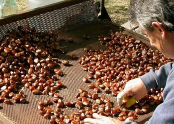 Allarme in Calabria per il ‘killer del castagno’