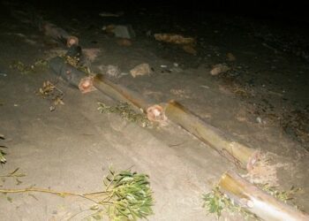 Tagliavano legna illegalmente, denunciati tre crucolesi