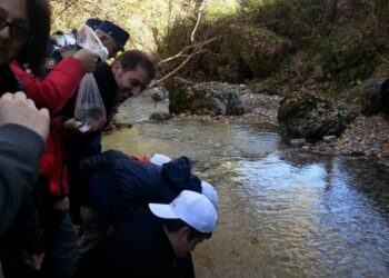 Ripopolamento fiume Coscile, reintrodotte 6mila trote