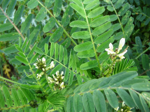 Astragalus boeticus L.