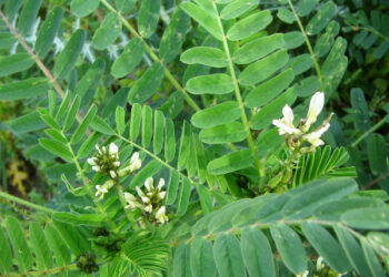 L’Astragalus boeticus L. comincia a diffondersi