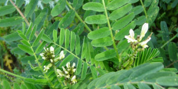 L’Astragalus boeticus L. comincia a diffondersi