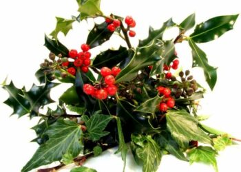 Il vischio, il magico ramoscello nei giorni del Natale