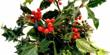 Il vischio, il magico ramoscello nei giorni del Natale