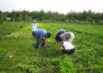 Concorsi per Operai Agricoli, richiesta Licenza Media