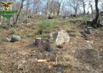 Taglia 90 piante di pino in Sila, denunciato allevatore di Petilia Policastro