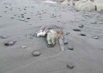 Torretta, esemplare di tartaruga marina trovato morto sula spiaggia
