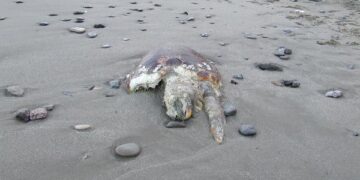 Torretta, esemplare di tartaruga marina trovato morto sula spiaggia