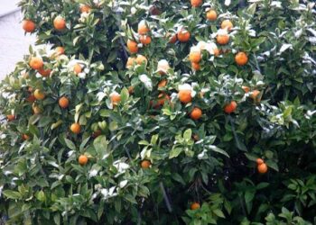 Cenere lavica sugli agrumeti piana di Rosarno-Gioia Tauro