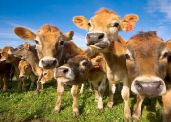 Calabria, nel 2013 macellati quasi 33mila bovini