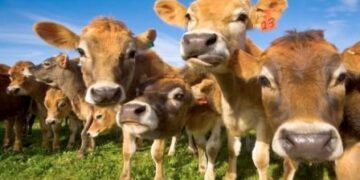 Calabria, nel 2013 macellati quasi 33mila bovini