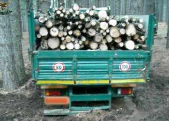 Ruba legna in Sila, denunciato petilino 47enne