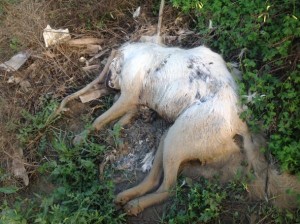 Cani avvelenati Isola Capo Rizzuto