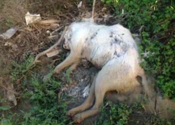 Bocconi avvelenati, morti cinque cani a Isola Capo Rizzuto