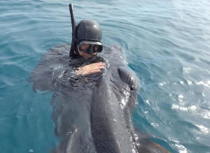 Squalo elefante impigliato nelle reti a Isola Capo Rizzuto (3)