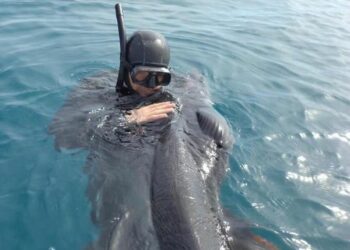 Squalo elefante impigliato nelle reti liberato a Isola Capo Rizzuto