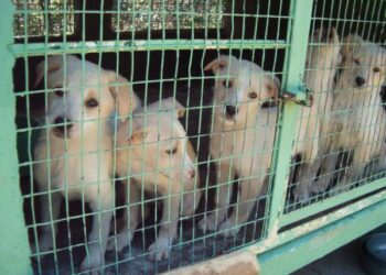 Trasporta cani in gabbie, una denuncia