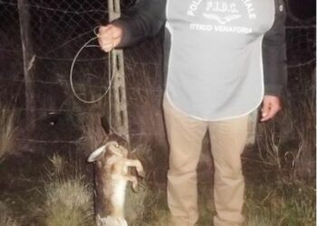 Lepre selvatica soffocata da un cappio fatto da lacci di acciaio