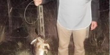 Lepre selvatica soffocata da un cappio fatto da lacci di acciaio