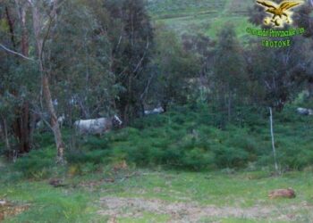 Pascolo abusivo e furto di piante nei boschi del cirotano, una denuncia