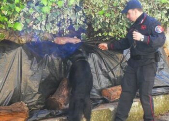 Cocaina in un pacco di chewingum, arrestato 50enne