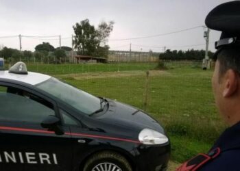 Rubavano pecore a Sant’Anna, arrestati 3 pakistani