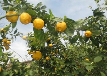 Riscoperta e valorizzazione degli antichi agrumi del marchesato