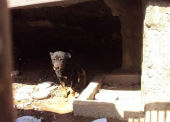 Cane tenuto tra i rifiuti, 4 persone denunciate a Belvedere Spinello