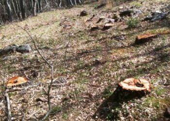 Tagli boschivi a Rossano, vilipendio alla natura