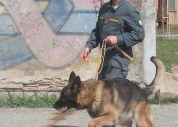 Controlli antidroga nelle scuole del vibonese