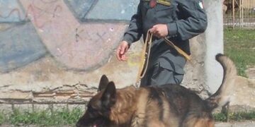 Controlli antidroga nelle scuole del vibonese