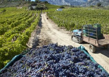 Contributi ammodernamento aziende agricole: graduatorie Misura 121