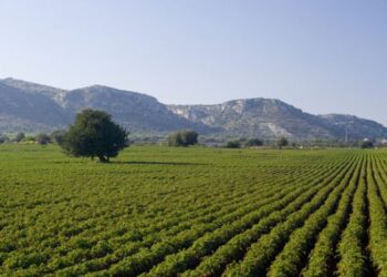 5 euro per un quintale di uva