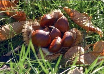 Filiera castanicola alto marchesato, nominato comitato tecnico-scientifico