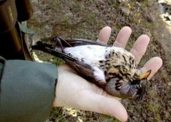 Catturavano fringuelli nel Parco d’Aspromonte, denunciati 3 bracconieri