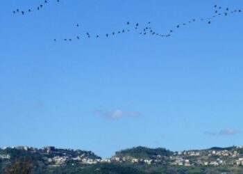 Gru attraversano il cielo di Ciro’