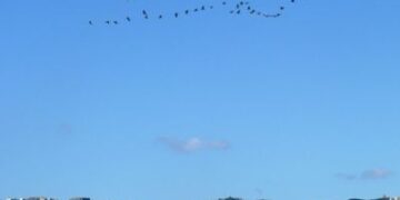 Gru attraversano il cielo di Ciro’