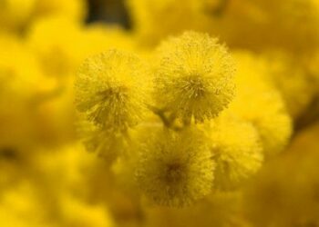 La Festa della donna all’insegna dell’arte e della cultura