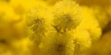 La Festa della donna all’insegna dell’arte e della cultura