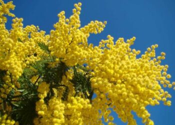 ‘Donne Solidali’ incontro-dibattito a Ciro’ Marina