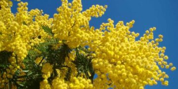 ‘Donne Solidali’ incontro-dibattito a Ciro’ Marina