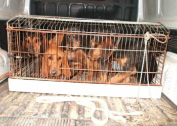 Quattro cani trasportati in gabbia, bloccato furgone a Petilia Policastro