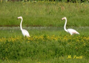 Il ritrovo dei ‘fenicotteri rosa’ e’ a Punta Alice
