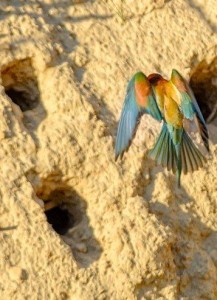 Gruccione scava gallerie per nidificare